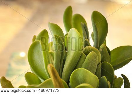 Colorful Crassula Ovata Gollum Plant In The Garden In Spain