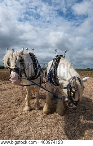 Shire Horses