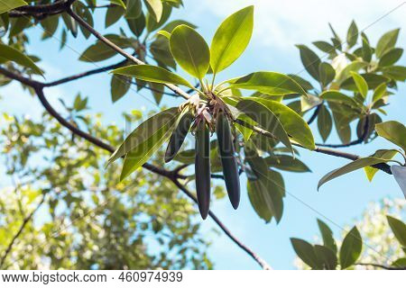 Sheath Of Bruguiera Gymnorrhiza, Black Mangrove, Swart-wortelboom, Isikhangati Or Isihlobane Hanging