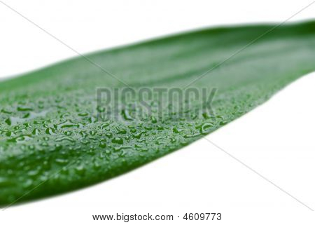 Een Lucky Bamboo blad met waterdruppels
