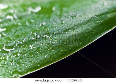 Een Lucky Bamboo blad met waterdruppels