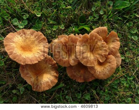 Ringless Honey Mushroom