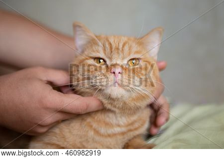 Ginger Kitten Likes Being Pets By Male Hand. Purebed British Shorthaired Cat.