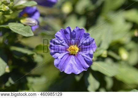 Blue Potato Bush Flower In The Garden
