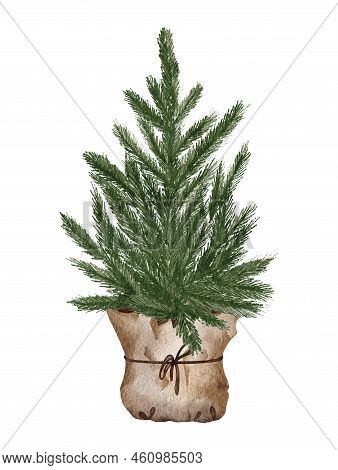 Evergreen Pine Tree In Rustic Pot With Christmas Lights, Pine Cone, Firry. Watercolor Illustration. 