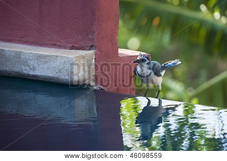 Tagula Magpie Jay