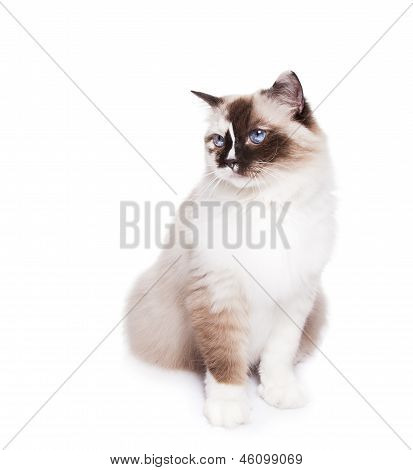 Ragdoll kočka na bílém pozadí