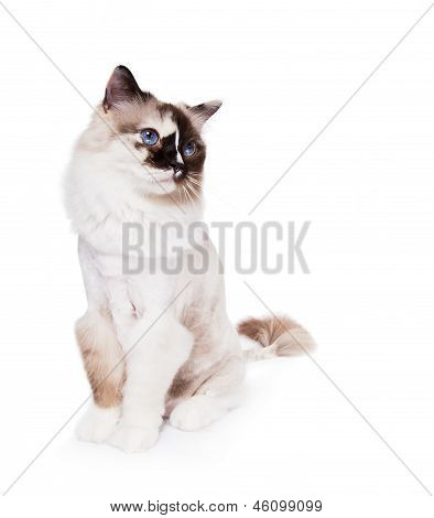 Ragdoll kočka účes