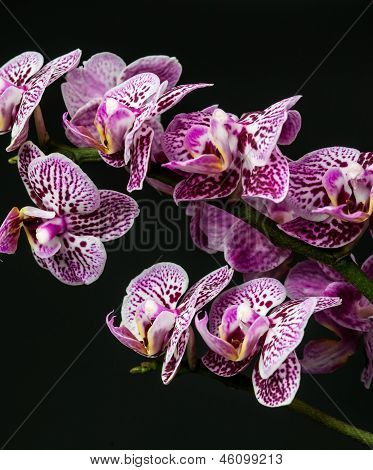 Orchidej stonky