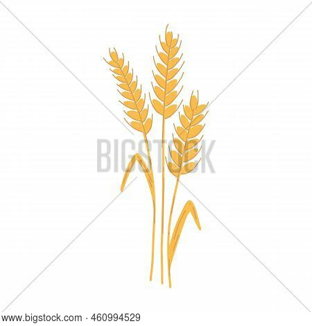 Wheat Ear Spikelet With Grains In Cartoon Flat Style. Vector Illustration Of Cereal Grain Stem, Rye 