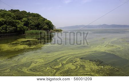Polluted Water Of Taihu Lake