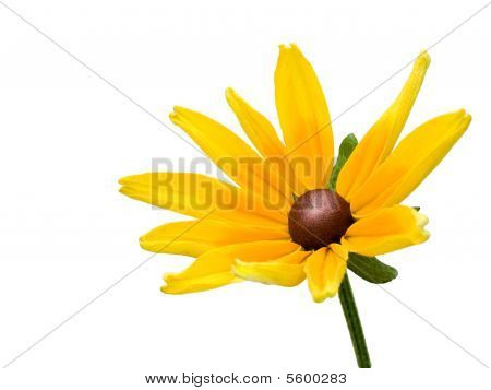 Gerbera Jamesonii Happipot