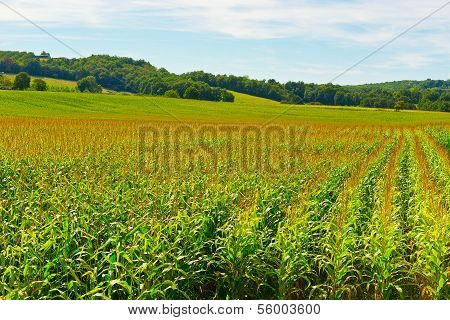 Field