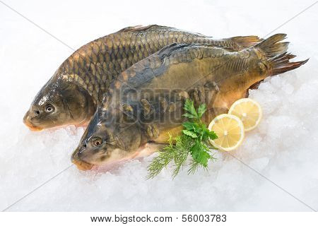 Common Carp Fish On Ice