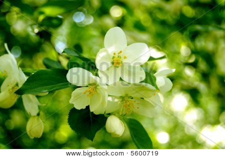 weiße Blüten