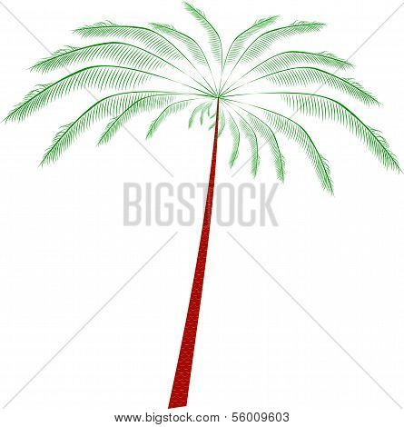 Palm tree