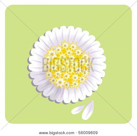dandelion
