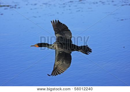 Double-crested Cormorant Male (phalaccrocorax Auritus) Flying
