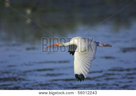 White Ibis (eudocimus Albus) Flying
