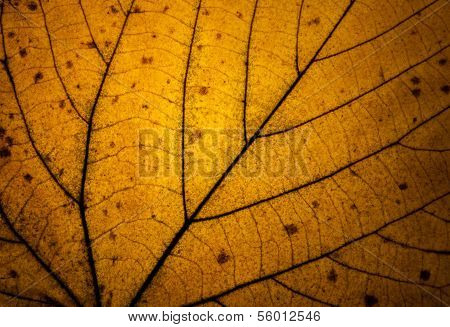 Leaf