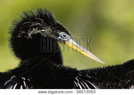 Anhinga (anhinga Anhinga) Male With Breeding Colors