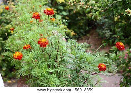 Flowers In The Fall.