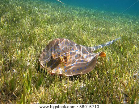 Blue-spotted Stingray (Taeniura lymma) On The Green Underwater Grass
