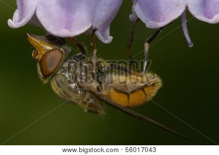 Hoverfly - Rhingia campestris