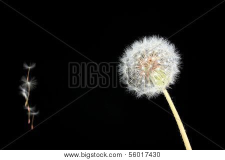Dandelion and flying seeds on black background