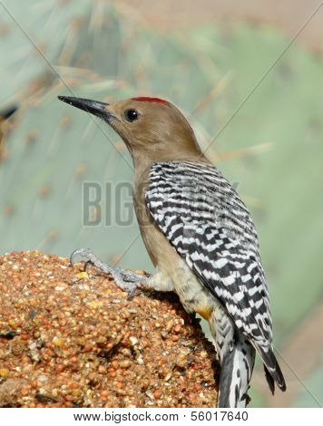 Gila Woodpecker