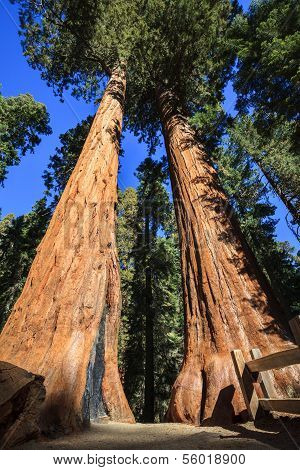 Trail Between Giant Sequoias