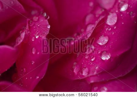 Rose Petals