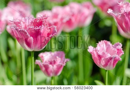 Garden with tulip flowers in summer