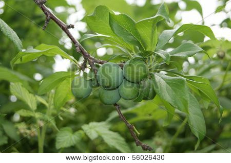 Tree With Fruit