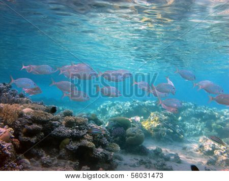 Purple fish