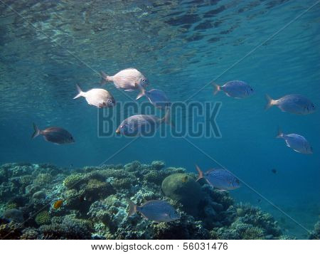 Silver fish
