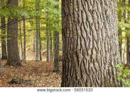 Trunk, bark in close up.