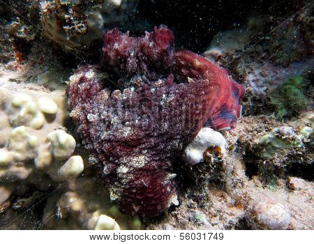 Heart octopus