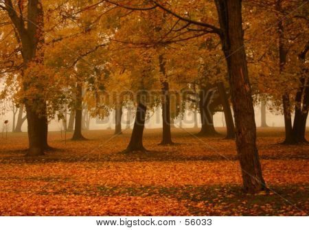 Misty Autumn Morning 2