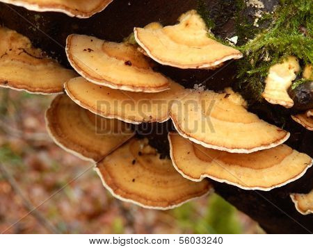 Stereum Hirsutum