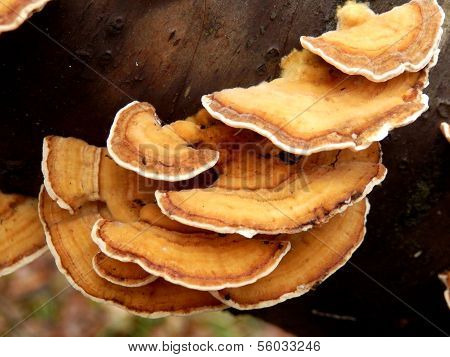 Stereum Hirsutum