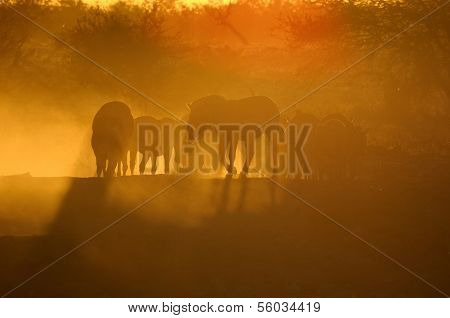 Sunset At Okaukeujo, Namibia