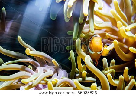 Anemonefish