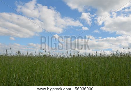 Field
