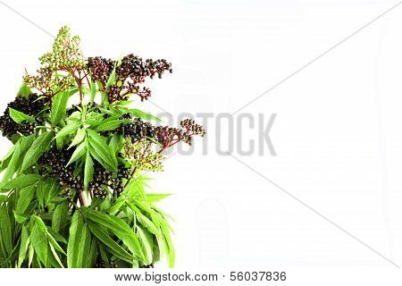 Schwarzer Holunder Beeren reiche Quelle von Herbst Essen