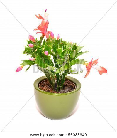 Cactus Flower