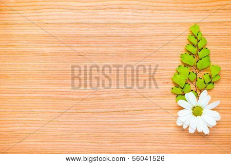 One Green Branch And Chamomile On Wooden  Background