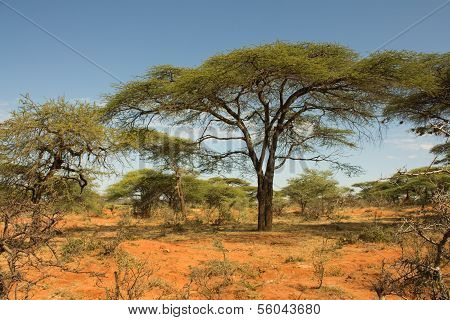 Ethiopian Landscape