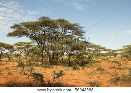 Ethiopian Landscape