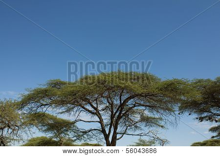 Ethiopian Landscape